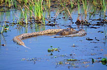 Spectacled caiman {Caiman crocodilus} preying on male Green anaconda {Eunectes murinus} , Llanos, Venezuela,  South America