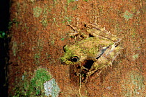 Treefrog camouflaged on bark {Mantidactylus aglavei} Marojejy Reserve, Madagascar