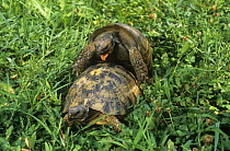 Hermann's tortoise {Testudo hermanni} mating pair, captive, Tortoise breeding station, Italy