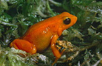 Male Golden mantella frog {Mantella aurantiaca} captive, from Madagascar, lifesize