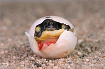 Tortoise hatching from egg {Testudo sp} Tortoise breeding station, Italy