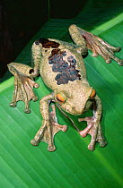 Giant tree frog {Boophis albilabris} La Madraka Farm, Madagascar