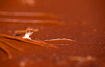 Wedge snouted desert lizard on sand {Meroles cuneirostris} Sossusvlei, Namibia, Southern Africa