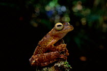 Harlequin tree frog {Rhacophorus pardalis} Borneo Sarawak, Lanjak-Entimau WS