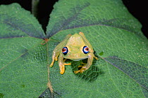 Tree frog {Boophis sp} Perinet Special Reserve, Madagascar
