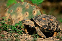 Texas tortoise {Gopherus berlandieri} Texas, USA