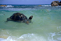 Aldabra tortoise swimming {Geochelone gigantea} Mahe, Seychelles