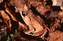 Asian horned frog {Megophrys nasuta} camouflaged in leaf litter