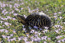 Florida box turtle {Terrapene carolina bauri} amongst flowers, Naples, Florida, USA