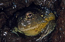 Bullfrog {Pyxicephalus flavigula} emerging from summer sleep, Tsavo NP, Kenya, East Africa