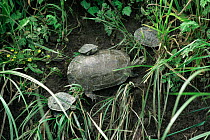 Caspian terrapin with young {Mauremys caspica} Lesbos, Greec
