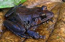 Peat swamp frog portrait {Rana malesiana} Lanjak-Entinau WS, Sarawak, Borneo