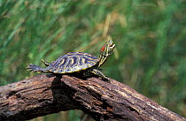 Red eared turtle basking {Pseudemys scripta elegans} Texas, USA Rio Grande valley