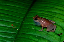 Mjoberg's dwarf litter frog {Leptobrachella mjobergi} Bentuang-Karimum NP Indonesia