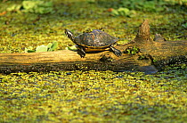 Florida red bellied turtle basking {Pseudemys nelsoni} Corkscrew swamp, Florida, USA