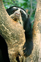 Spectacled bear in tree {Tremarctos ornatus} Peru South America captive