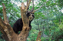 Spectacled bear climbing tree {Tremarctos ornatus} Peru, South America
