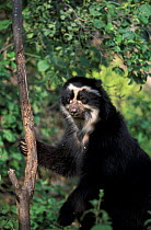 Spectacled bear climbing tree {Tremarctos ornatus} Peru, South America