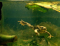 Common european toad diving below surface {Bufo bufo} Somerset, UK