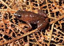 Narrow mouthed frog {Syncope antenori} Ecuador, South America, Amazon