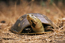 Indian flapshell turtle {Lissemys punctata} Keoladeo Ghana NP, Bharatpur, Rajasthan, India