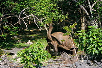 Aldabra tortoise grazing on tree {Geochelone gigantea} Aldabra, Seychelles