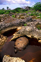 Aldabra tortoise in wallow {Geochelone gigantea} Aldabra, Seychelles