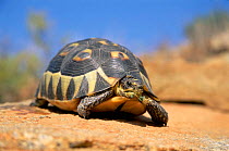 Bowsprit tortoise {Chersine angulata} Namaqualand, S Africa