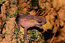 Long fingered slender toad {Ansonia longidigita} male vocalising. Borneo , Bentuang-karimun, Indonesia