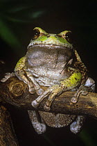 Marsupial frog (Gastrotheca plumbea) Andes, Ecuador