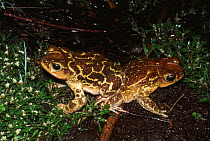 Male aggression between two Common cuban toads {Peltophryne peltocephala} Zapata swamp, Cuba