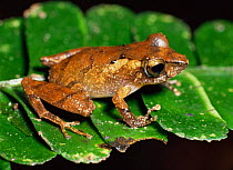 Tree frog {Eleutherodactylus ockendeni} Yasuni NP, Ecuador