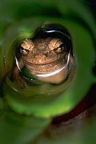 Cuban treefrog {Osteopilus septentrionalis} sleeping in bromeliad pool, Florida, USA