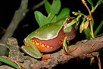 Pine barrens treefrog {Hyla andersoni} male calling,  New Jersey, USA