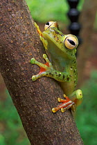 Swamp treefrog {Hyla loquax} climbing branch Rio San Carlos, Costa Rica