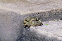 Arabian toads {Bufo orientalis arabicus} mating pair, showing size difference of the male and female, Wakan, Oman