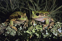 Two Riobamba marsupial frogs {Gastrotheca riobambae} captive, Quito, Ecuador, Endangered