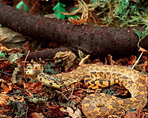 Bull snake {Pituophis melanoleucus sayi} captive USA