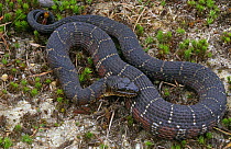 Northern water snake {Nerodia sipedon} Pine Barrens, New Jersey, USA