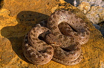Night snake {Hypsiglena torquata} Tucson, Arizona, USA