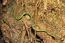 Long nosed tree snake {Ahaetulla prasinus} moving across vegetation, West Kalimantan, Borneo, Indonesia
