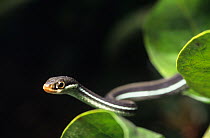 Eastern ribbon snake {Thamnophis sauritus} hunting amongst wetland vegetation, Florida, USA