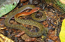 Speckled bellied keelback snake {Rhabdophis chrysargus} Bentuang-karimum, Indonesia