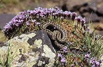 Orsinii's viper (Vipera ursinii) on rock with flowers, Albarz Mountains, Iran, vulnerable species