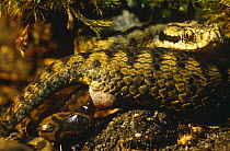Adder snake giving birth {Vipera berus} Dorset, UK