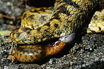Adder giving birth to live young {Vipera berus} late summer, Purbeck, Dorset, UK
