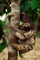 Pale throated sloth {Bradypus tridactylus} Manaus, Brazil, South America