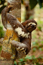 RF- Pale throated sloth (Bradypus tridactylus) clinging to tree. Manaus, Brazil. (This image may be licensed either as rights managed or royalty free.)