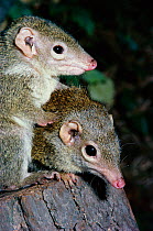 Common tree shrew {Tupaia glis} captive, occurs South East Asia