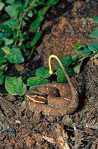 Young Cantil / Tropical moccasin snake using tail as lure or as warning {Agkistrodon bilineatus} occurrs Central America